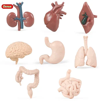 Oenux Puzzle Lidské Tělo Trup Model, Akční Figurky Miniaturní Anatomie Orgánových Figurky Školní Projekt Vzdělávání Hračky Děti Dárek