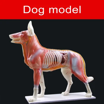 Pes Anatomie Model Psa Těla Acupoint Model Zvířecí Model Psa, Anatomii Modelu Pedagogické Praxe Školení 1ks