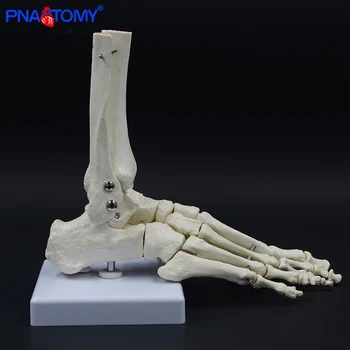PNATOMY Životní velikosti kloubů a kostí nohy anatomie lidská noha a kotník model lékařské dárek, kostra, holenní a lýtkové kosti, 1:1